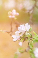 blooming apple tree in spring
