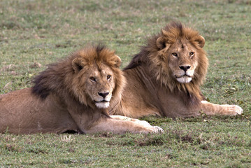 Obraz na płótnie Canvas male lions a coalition