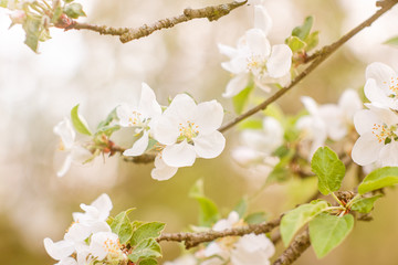 blooming apple tree in spring