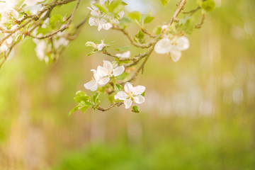 blooming apple tree in spring