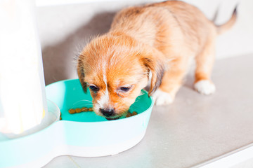 Close up puppy eating from the bowl