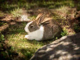 Cute and furry small young healthy baby pet rabbit lying down in natural fresh green grass and soil outside in countryside backyard farm garden happy  relaxing in warm summer sunlight