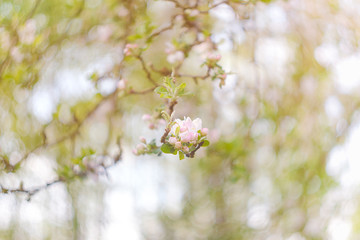 blooming apple tree in spring
