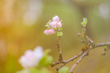 blooming apple tree in spring