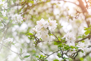 blooming apple tree in spring
