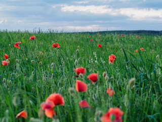 closeup of red poppy on cereal field.  Papaver rhoeas common names include corn poppy , corn rose , field poppy , red poppy , red weed , coquelicot .