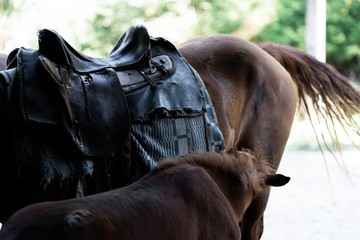 Portrait of a sports stallion. Riding on a horse. Thoroughbred horse. Beautiful horse. Sports horse in ammunition before competitions. Closeup