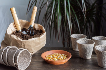 Eco friendly pots for seedlings on wooden background, small bag with ground and garden trowel and rakes, corn seeds for planting