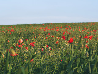closeup of red poppy on cereal field.  Papaver rhoeas common names include corn poppy , corn rose , field poppy , red poppy , red weed , coquelicot .