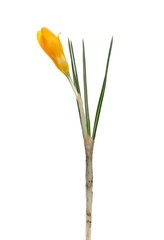  Snow crocus or golden crocus isolated on white, Crocus chrysanthus