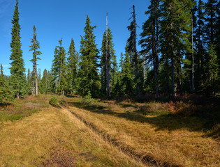 An open space with grass and trail in the woodland. Indian Heaven wilderness in Washington state in the USA.