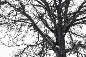Black and white abstract art of branch tree among snowfall winter at Biei town, Beautiful silent scene Hokkaido, Japan.