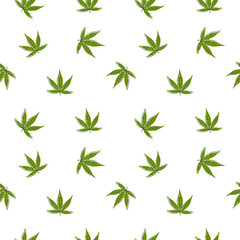 Marijuana leaves seamless pattern on white background.