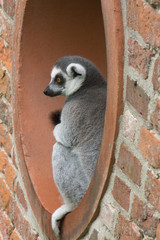 a ring-tailed lemur sat in a circular window at a zoo