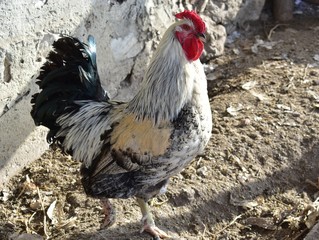 Big cock and chicken on the farm