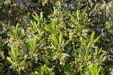 Fototapeta premium Springtime. Branches of olive tree with leaves and flowers, background