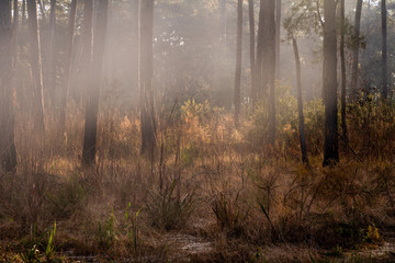 hazy forest yellow leaves in woods 