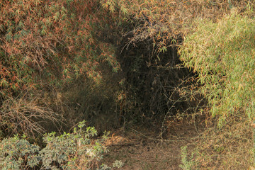 abstract green forest 