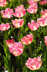 Tulipa gesneriana parrot tulip pink flowers vertical