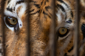 portrait of a tiger © ong2125