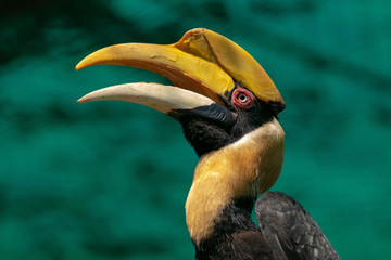 a great hornbill © ong2125