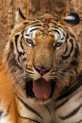 portrait of a tiger