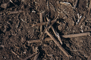 autumn motherland after harvest