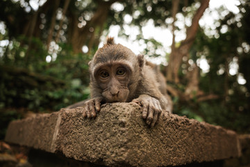 Mono Monkey