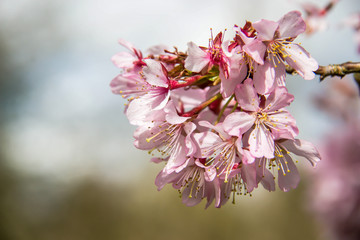 Japanische Kirschblüte