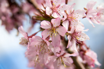 Japanische Kirschblüte