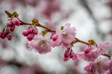 Japanische Kirschblüte