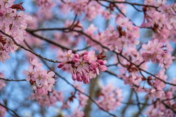 Fototapeta na wymiar Japanische Kirschblüte