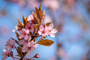 Japanische Kirschblüte