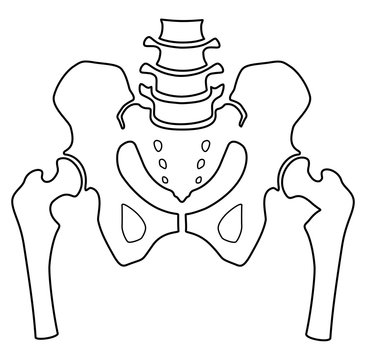 Fragment of the structure of the human skeleton. Pelvic girdle and thighs. Linear silhouette. Sign. Vector.