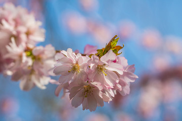 Japanische Kirschblüte