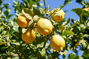Close up with lemons in Gran Canaria