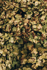 natural background of plants pattern