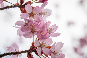 Japanische Kirschblüte