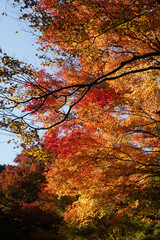 赤く色付いた楓の紅葉