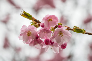 Japanische Kirschblüte
