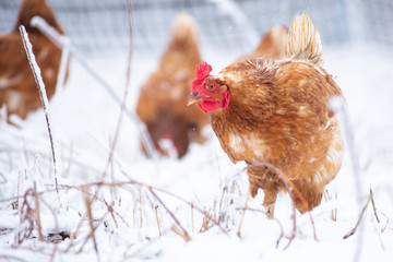 a chicken in the snow looking at you