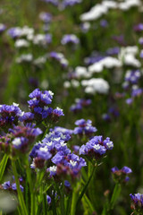 Limonium (Plumbaginaceae) - small white and blue summer flowers grow in the garden. Background