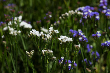 Limonium (Plumbaginaceae) - small white and blue summer flowers grow in the garden. Background