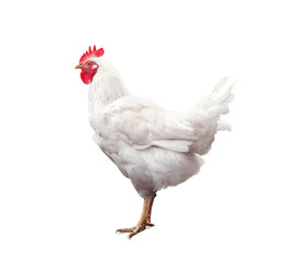 White rooster isolated on white background