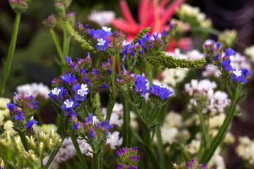 Limonium (Plumbaginaceae) - small white and blue summer flowers grow in the garden, pink dahlia in the background