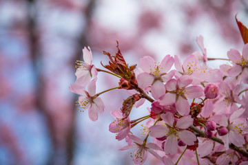 Japanische Kirschblüte
