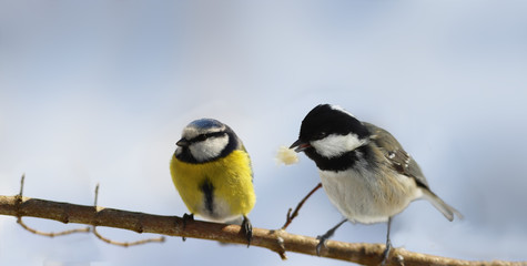 A small blue tit and Coal tit with a piece of bread sitting together on a branch..