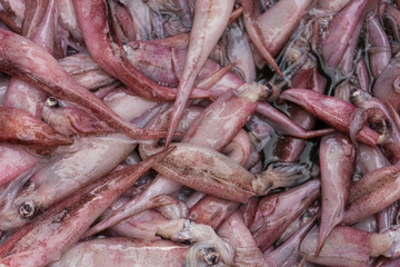 fresh squid in the market