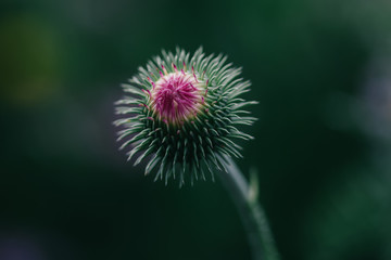 Green flower with thorns in the garden