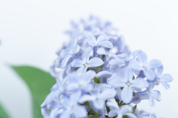 Lilac on a white background